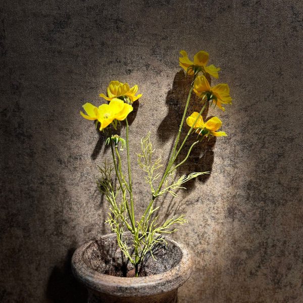 Cosmea Geel