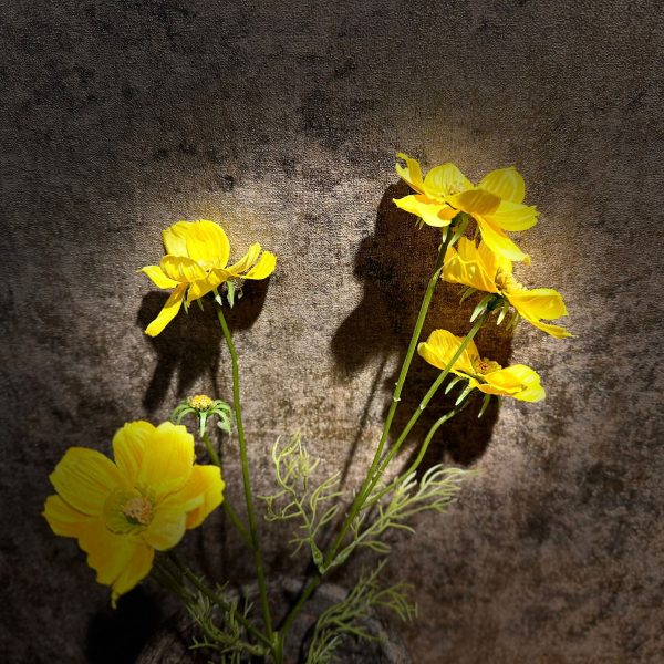 Cosmea Geel - Afbeelding 2