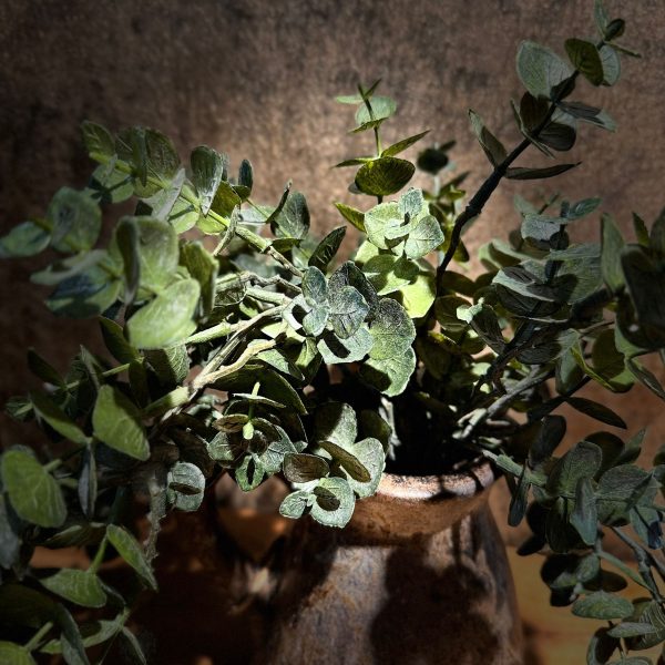 Eucalyptus Groen - Afbeelding 2