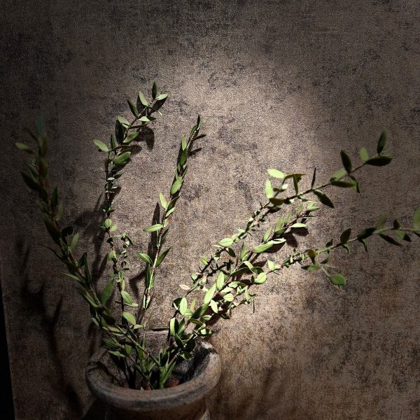 Eucalyptus Parvifolia