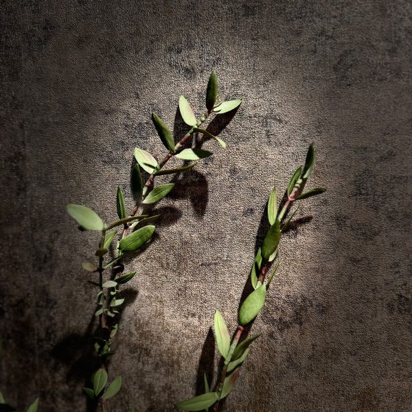 Eucalyptus Parvifolia - Afbeelding 2