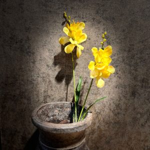 Freesia Geel