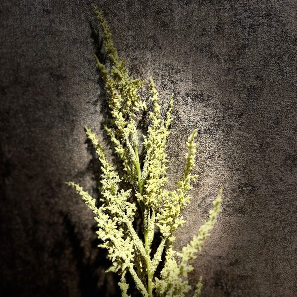 Pluimspirea Groen - Afbeelding 2