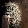 Tillandsia Grijs - Afbeelding 2