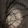 Wilde Asparagus - Afbeelding 2