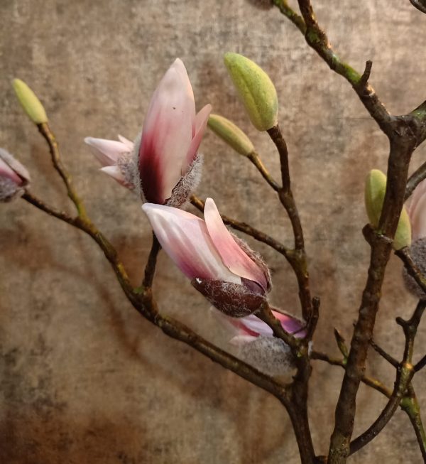 Magnolia Tak Roze - Afbeelding 2