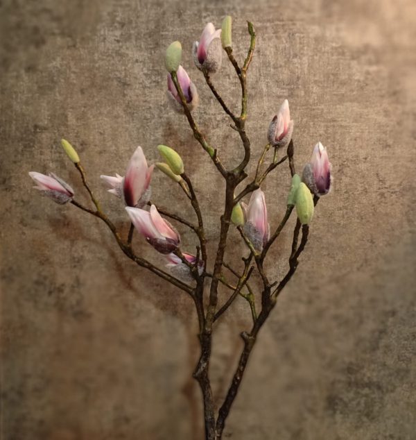 Magnolia Tak Roze