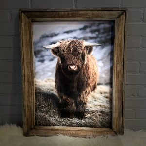 Houten Lijst met Schotse Hooglander