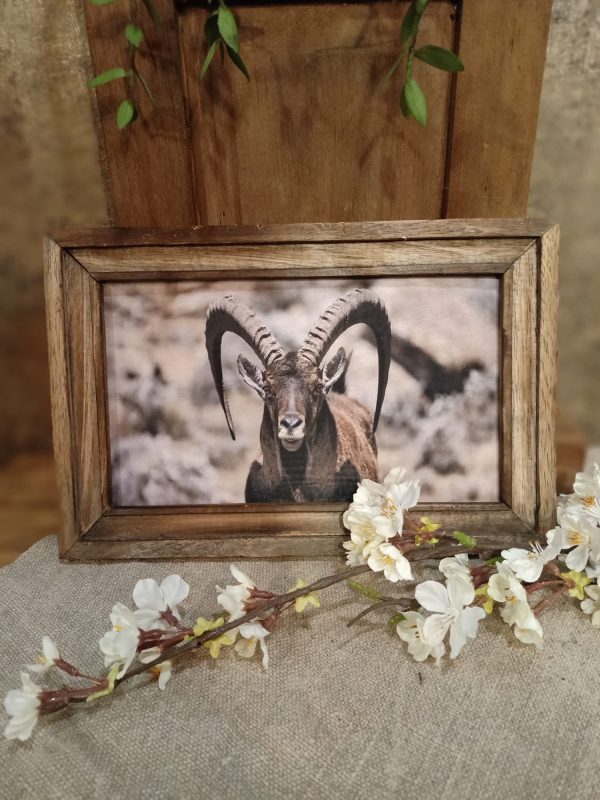 Landelijke houten fotolijst met steenbok