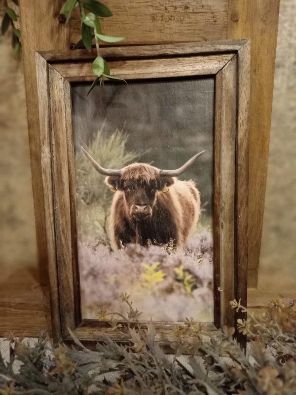 Landelijke houten fotolijst met schotse hooglander in weide