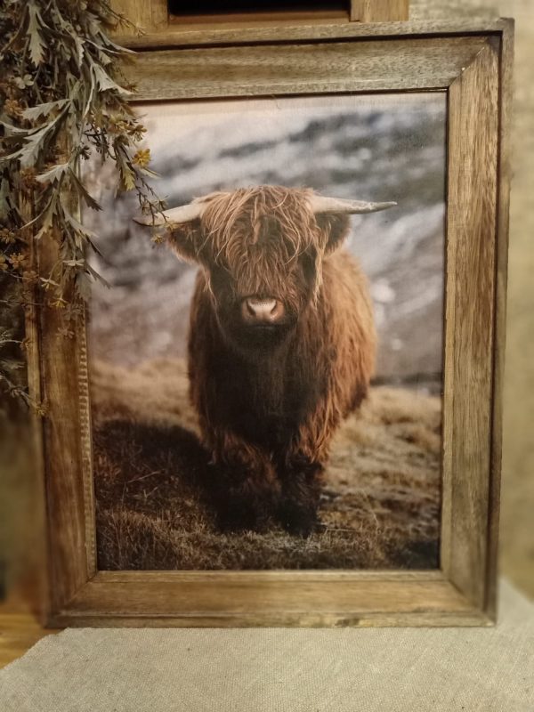 Landelijke houten fotolijst met schotse hooglander recht groot