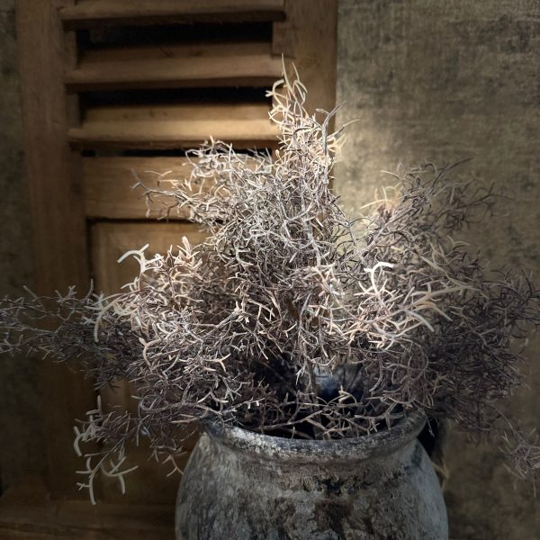 Tillandsia bosje - Afbeelding 2