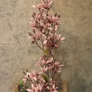 Magnolia Bloesem Old Pink