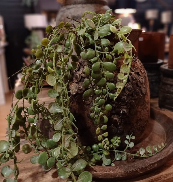 Dischidia Hangplant Kunst