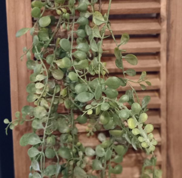 Dischidia Hangplant Kunst - Afbeelding 3