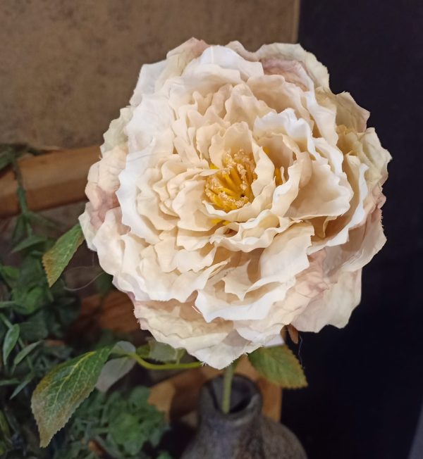 Pioenroos Cappucchino