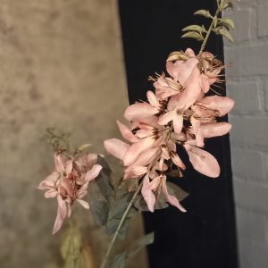 Wisteria Pink
