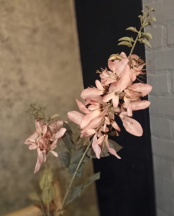 Wisteria Pink
