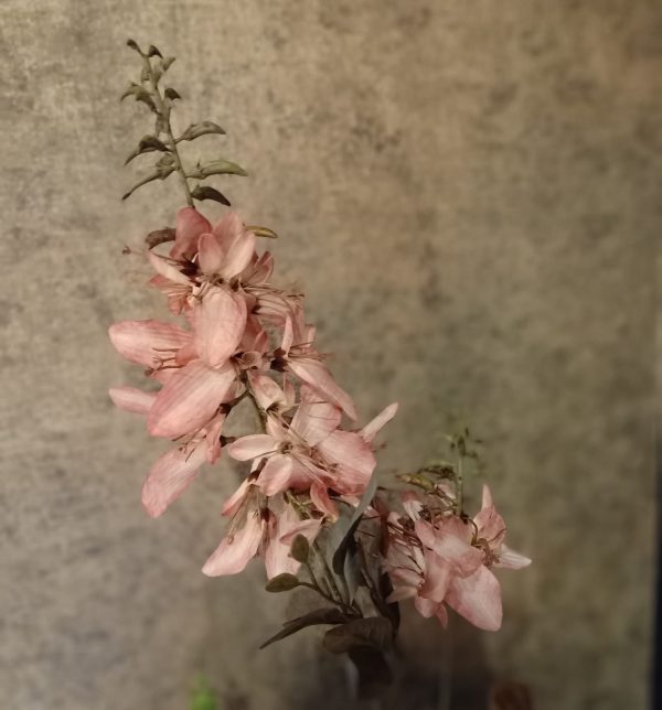 Wisteria Pink - Afbeelding 2
