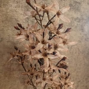 Magnolia Bloesem Cappuchinno