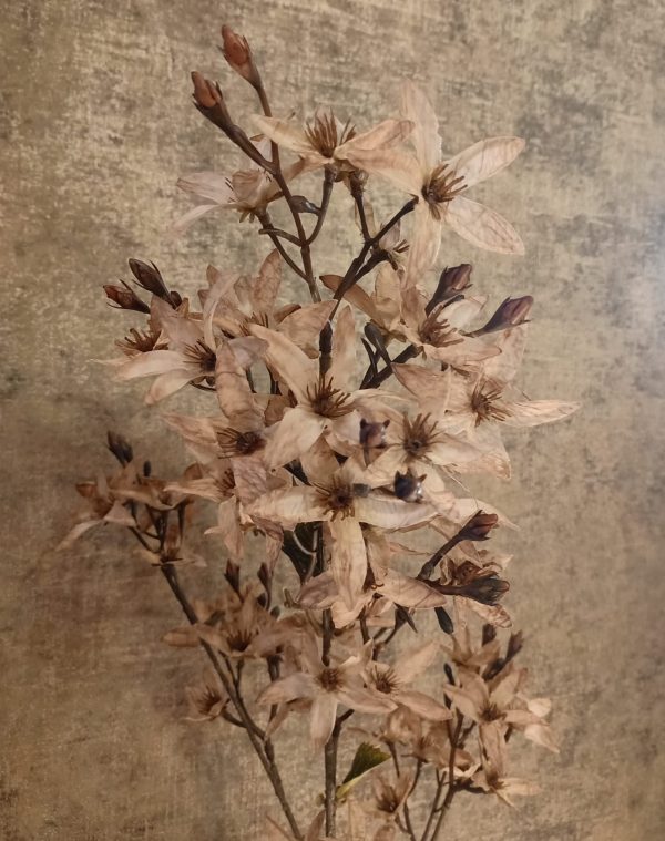 Magnolia Bloesem Cappuchinno