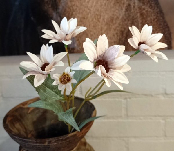 Echinacea Old Pink - Afbeelding 2