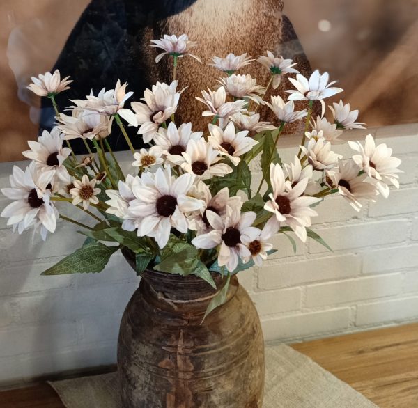 Echinacea Old Pink