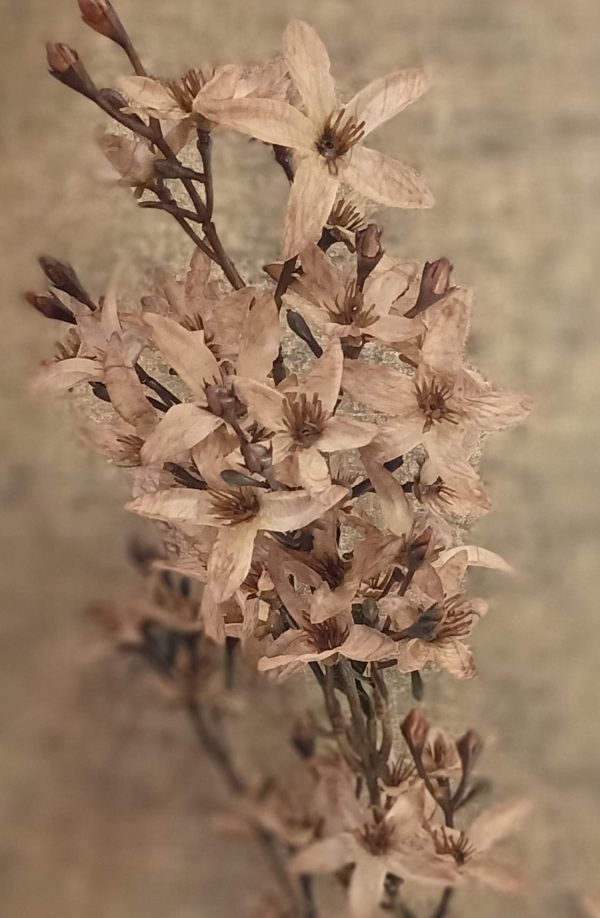 Magnolia Bloesem Cappuchinno - Afbeelding 2