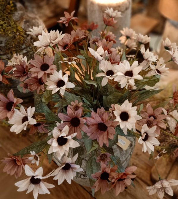 Echinacea Old Pink - Afbeelding 3