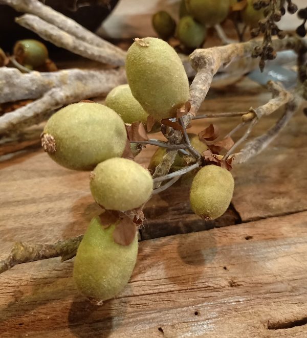 Alnus Grande Green (Brynxz) - Afbeelding 3