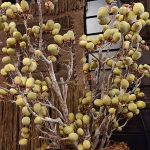 Alnus Grande Green (Brynxz)