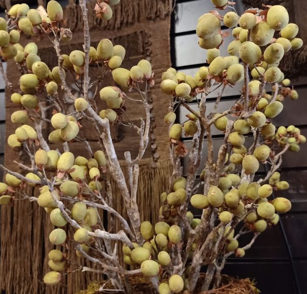Alnus Grande Green (Brynxz)