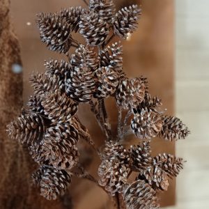 Dennenappel Brown