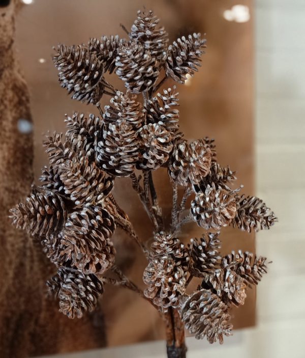 Dennenappel Brown