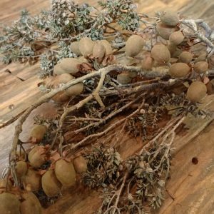 Alnus Grande Brown (Brynxz)