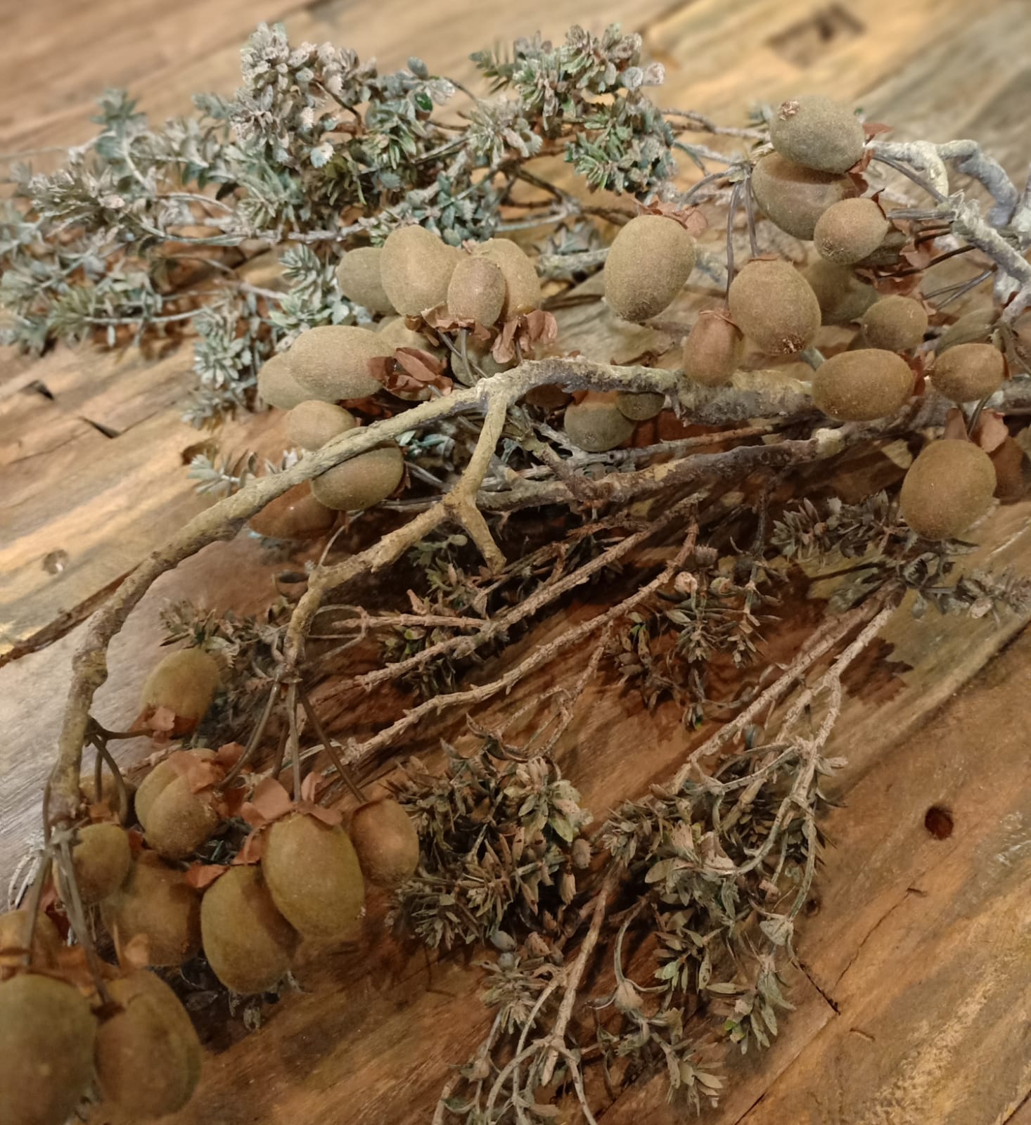 Alnus Grande Brown (Brynxz)